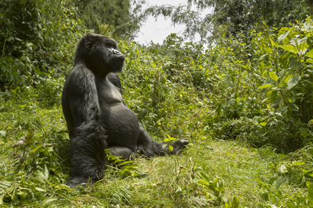 gorilla